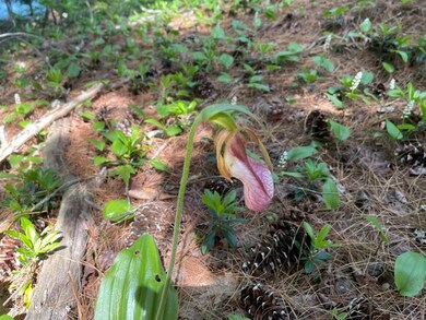 284 Village Rd, Wilmot, NH 03287 - photo 7