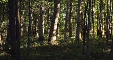 2051 Walnut Way (#10), Chelsea, MI 48118 - photo 7