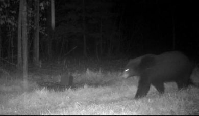 9166 Saralampi Rd, Meadowlands, MN 55765 - photo 5