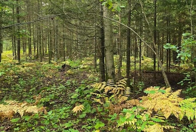 TBD Canosia Rd, Cloquet, MN 55720 - photo 6