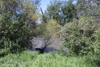Walking toward the bank of the Gallatin River.