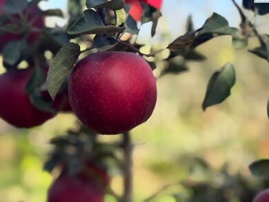 NNA Mt View Rd Grandview, Grandview, WA 98930 - photo 7