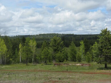Aspens on edge of Meadow