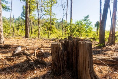 Fm 3173, Westwood, TX 75951 - photo 7