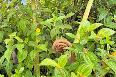 Hapuu fern sprout on 11-2683 Plumeria Street...
