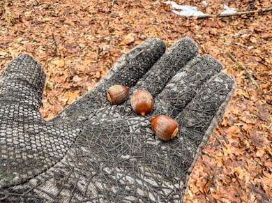 Lot 1 State Fork Rd, Metz, WV 26585 - photo 5