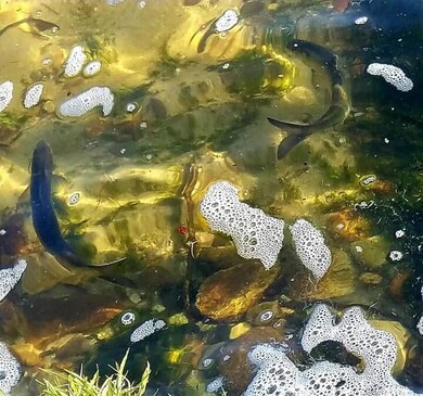 Seymour Pond