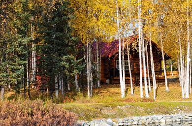 Mature Birch & Healthy Spruce Trees