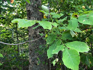 MixedFoliage