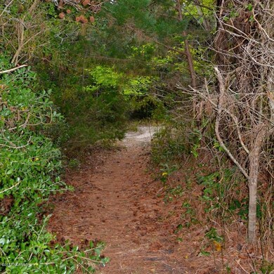 Maritime woods lot photo