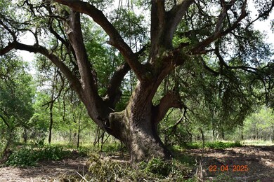 View of tree filled area