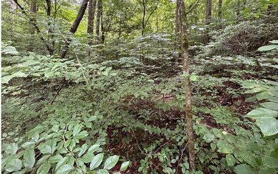 Additional View