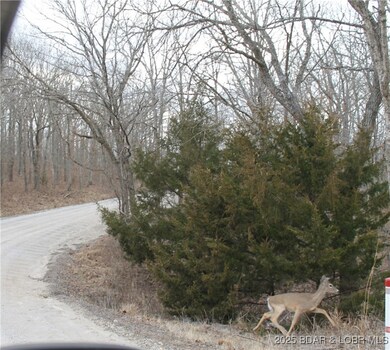 deer seen on Forbes