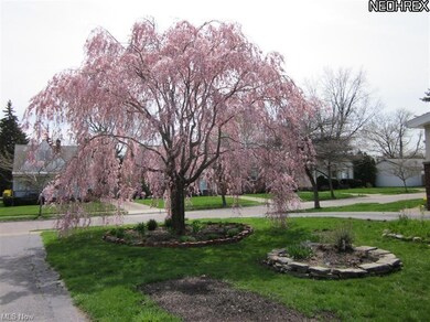 This beautiful tree greets you when you enter the drive