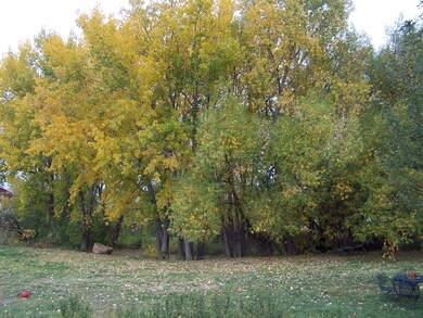 Early fall cottonwoods