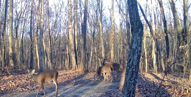 0 Valley View Drive Lot 34, Altamont, TN 37301 - photo 5