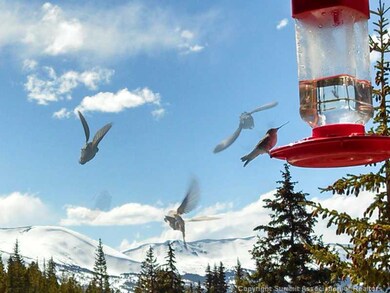 View. Hummingbirds on Front Deck