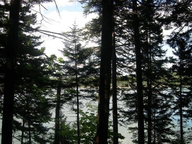 Spruce stand toward the shoreline.