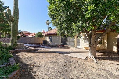 backyard3