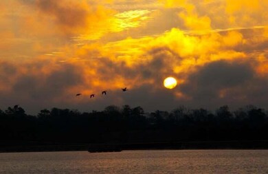 Geese over Lake
