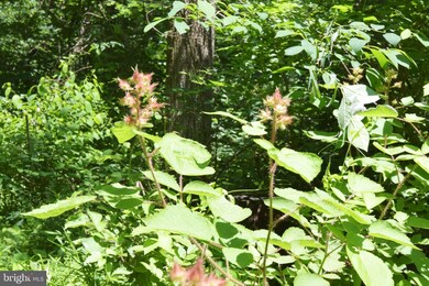 0 Ccc Rd unit VAWR142660, Linden, VA 22642 - photo 6