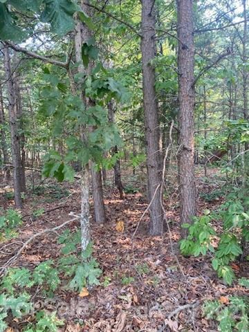 View into woods from front of Lot 40