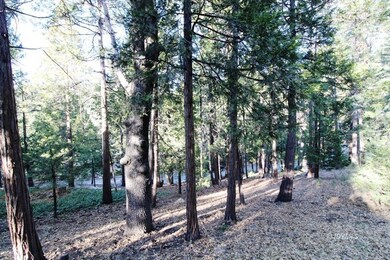 Mature understory
