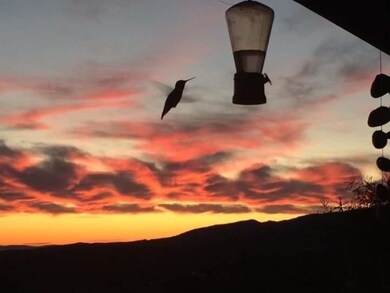humming bird 2