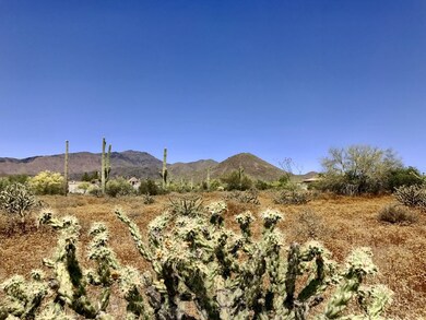 Natural Desert Vegetation