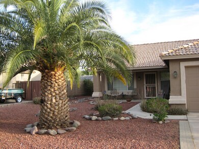 Coco_Palm_1774