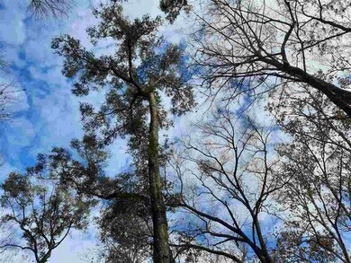 00 288th Terrace, Branford, FL 32008 - photo 4