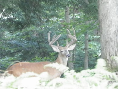 25 137 Biscayne Rd, Dubois, PA 15801 - photo 5