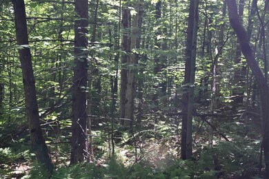 0 Messier Hill Bull Run Horner & Old Mail Route Rd unit 4800974, Roxbury, VT 05669 - photo 6