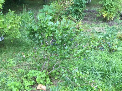 Several established blueberry bushes...