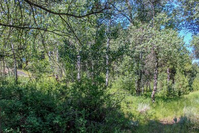 Beautiful Aspen Grove