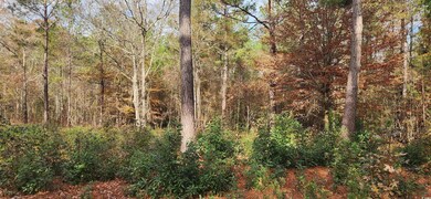 View of nature