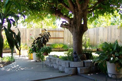 Shade Tree