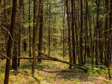 Parcel 2 E Koenig Rd, Free Soil, MI 49411 - photo 3