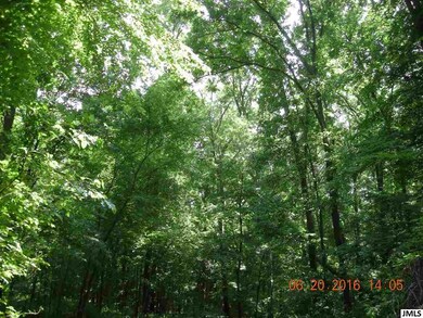 Looking up at tops of trees!