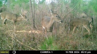 2 Solomon Dairy Rd, Quincy, FL 32352 - photo 4