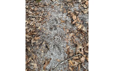 TBD SW 57th Trail, Jasper, FL 32052 - photo 5