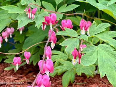 Bleeding Heart