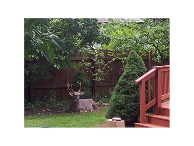 Deer has taken a liking to this beautiful and peac