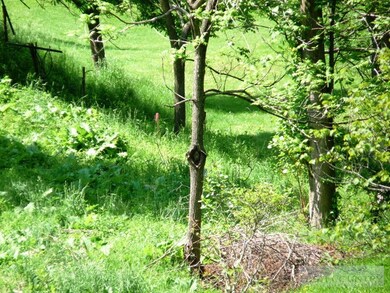 Talk about green lush grass this lot has it- add t