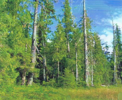 scan0008