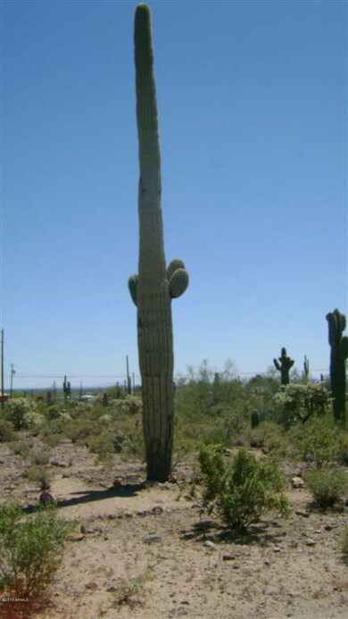 Saguaro