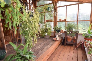 Interior of Greenhouse/Sauna
