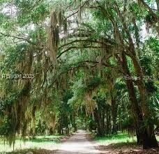 26 Benjies Point Rd, Daufuskie Island, SC 29915 - photo 4