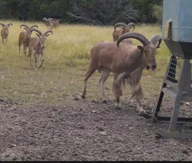 TBD Private Road 2705, Uvalde, TX 78801 - photo 3