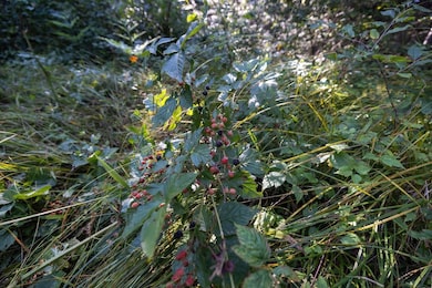 N9895 Krause Rd, Engadine, MI 49827 - photo 4